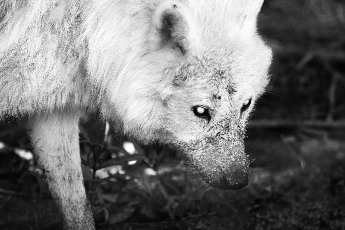TaymazValley's tweet photo. The Blind Wolf
#wolves #wolf #oldwolf #blindwolf #animals #nature #predator #wild #ottawa #photography #photooftheday #photographer #ottawaphotographer #montreal #toronto #vancouver #london #paris #berlin #japan #tokyo #iran #iranian #iranianphotographer https://t.co/jEuTBda4AB