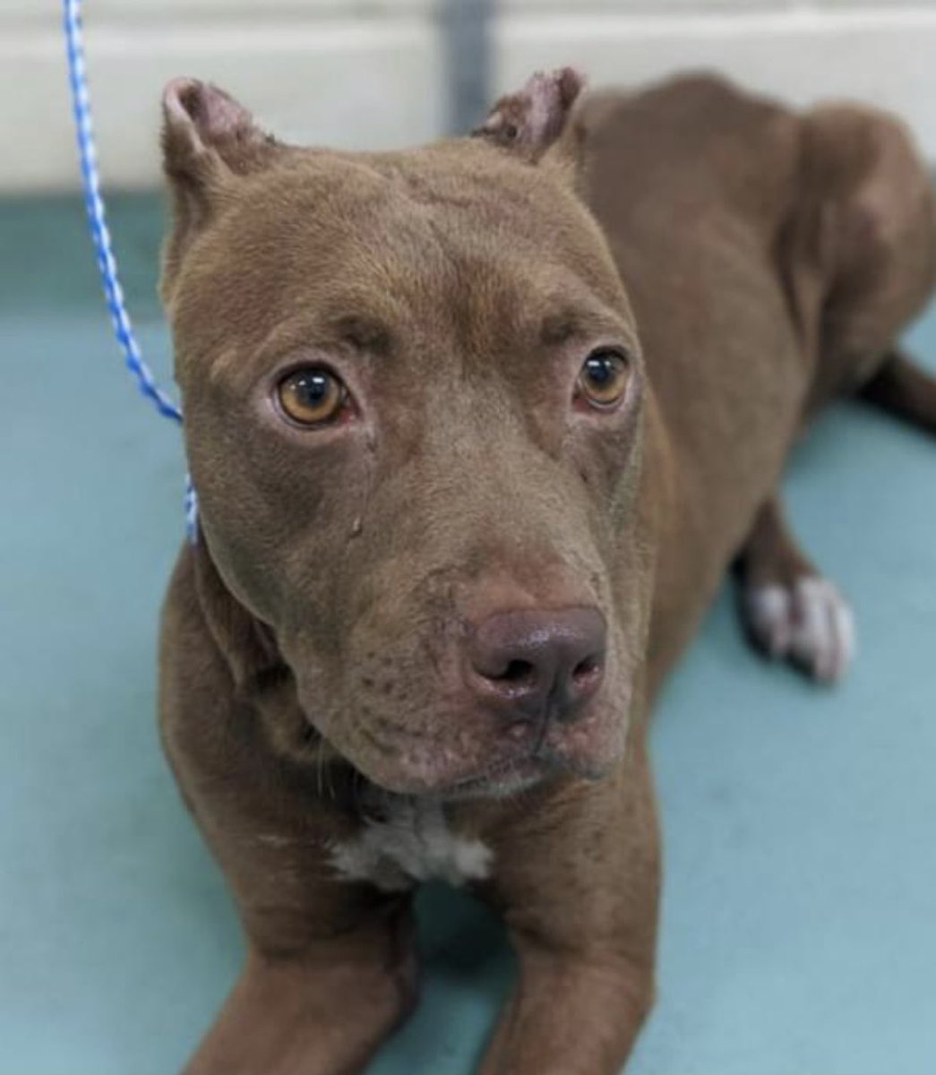 reddogsusie's tweet photo. #TN #MEMPHIS
🆘🆘SPECIAL PLEA-HIT BY CAR!
Miss Carter 3yo was likely hit by a car &amp; her presentation suggests a chronic injury. She seems like a sweet girl &amp; is scheduled for radiographs on Saturday 8/1. Needs #RESCUE #PLEDGES #FOSTER #MASA238 PLS HELP
https://t.co/Zz9Uj1vJIe https://t.co/yC7qwScO2o