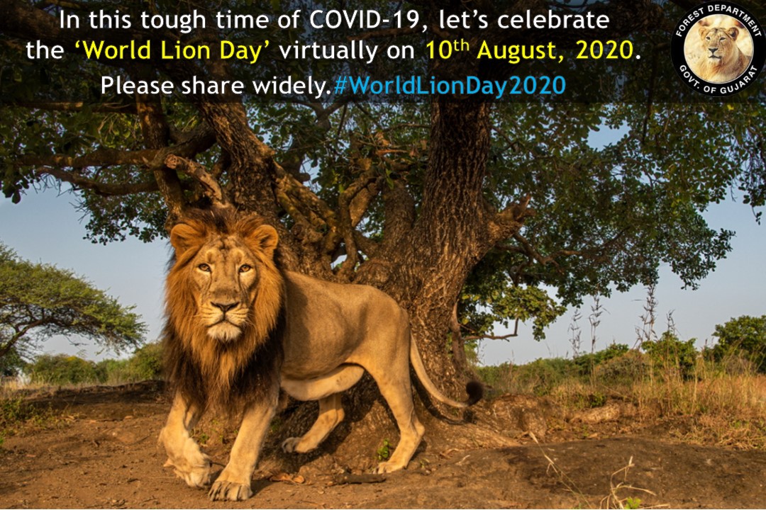 dcfsasangir's tweet photo. #WorldLionDay2020 #worldlionday2020 https://t.co/7yOhhsEAHE