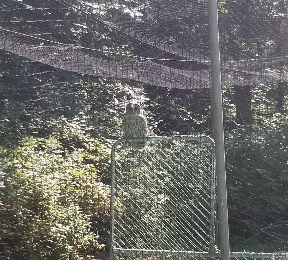 After today I'll be owl over it tomorrow at the <a href="/PNWBaseball/">PNW Regional Baseball</a> regional games. My new hitting instructor really knows how to hoot.
 <a href="/BASEByPros/">BASE by Pros</a> <a href="/BSLillibridge/">Brent Lillibridge</a>