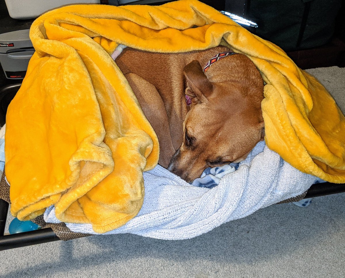 TLHazelett's tweet photo. My girl is exhausted after all this virtual excitement! https://t.co/9uRyoXH7Vm