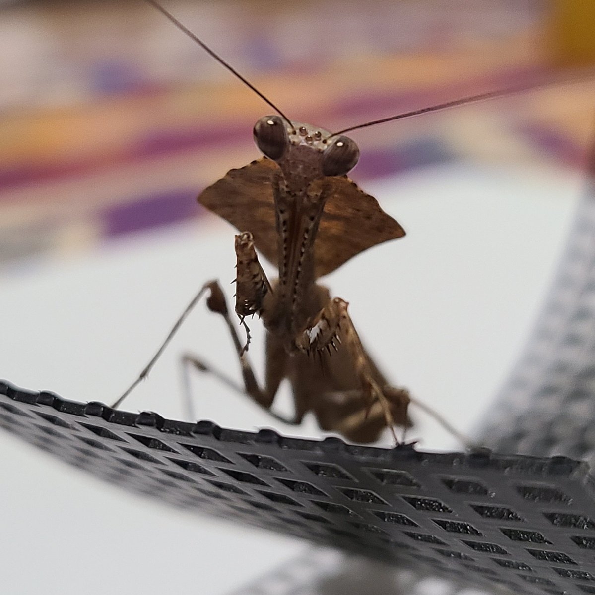 カレハカマキリ