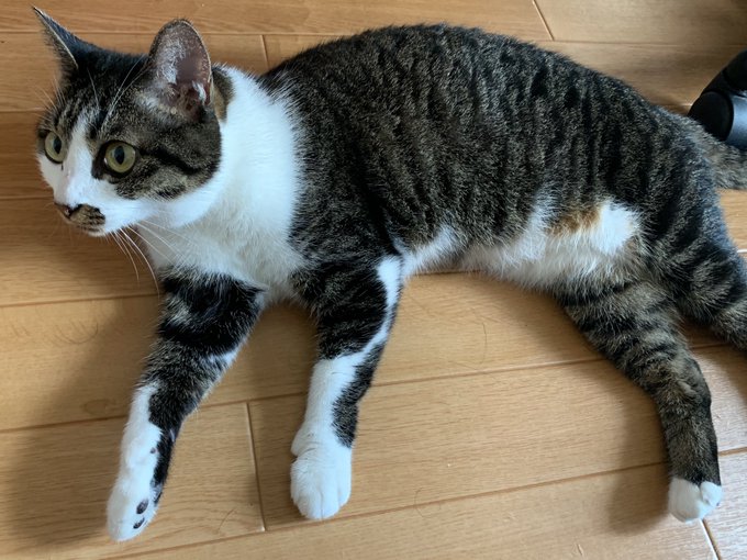 ワクチン打ちに病院行ってふごふご言ってたけどちゅーる食べたら全てを忘れたようだった 