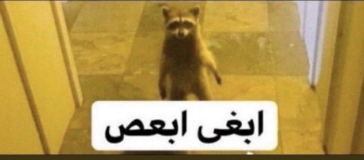 احمد tweet media