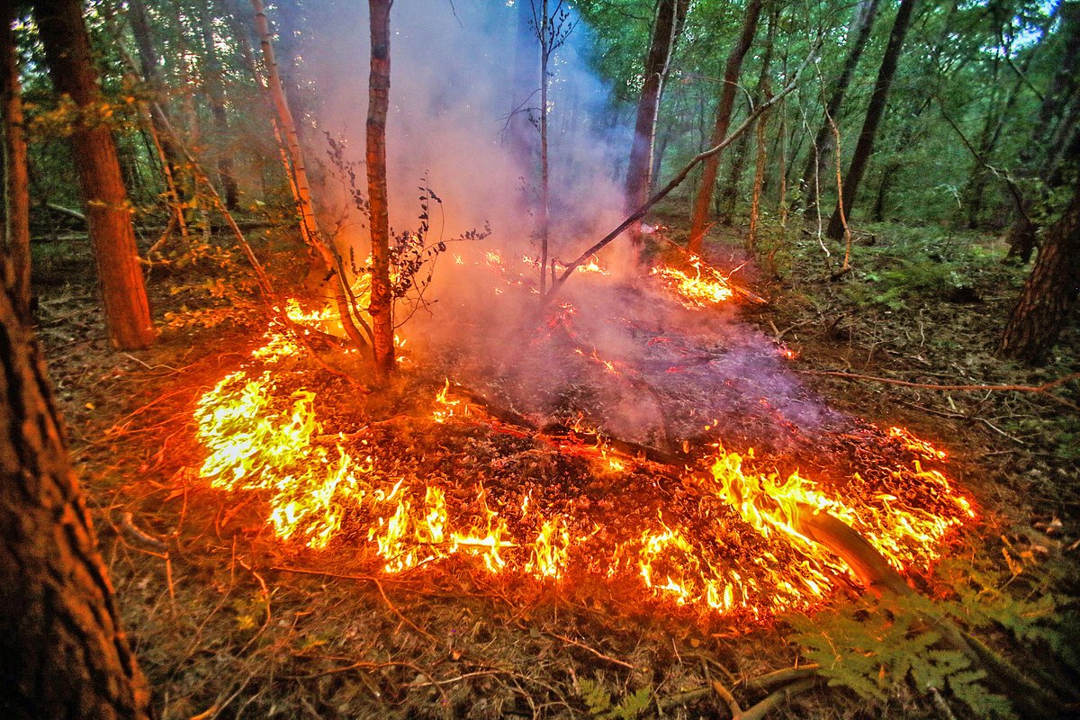 #Bosbrand van zo'n 10 m² bij #Berkendonk in #Helmond (Pim Verkoelen maakte 5 foto's) ..