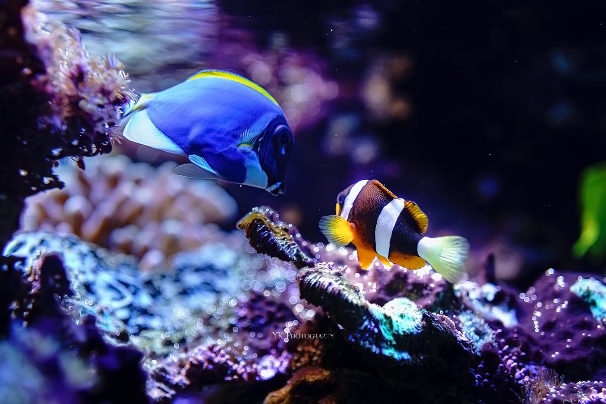 KLM238276's tweet image. Always together.

#photography #aquarium #message4u