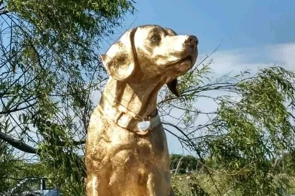florazulina's tweet photo. RUBIO.  Hoy, primer día del mes en que te asesinó con tortura RODRIGUEZ ADRIAN GUILLERMO  13/8/2019 Aún libre, aún sin condena Causa en #Dolores Cada día daré rt a alguno en los que pedí JUSTICIA
Por tu memoria, Rubio querido
Ley14346
#NoAlMaltratoAnimal https://t.co/1SnH5HpuNz