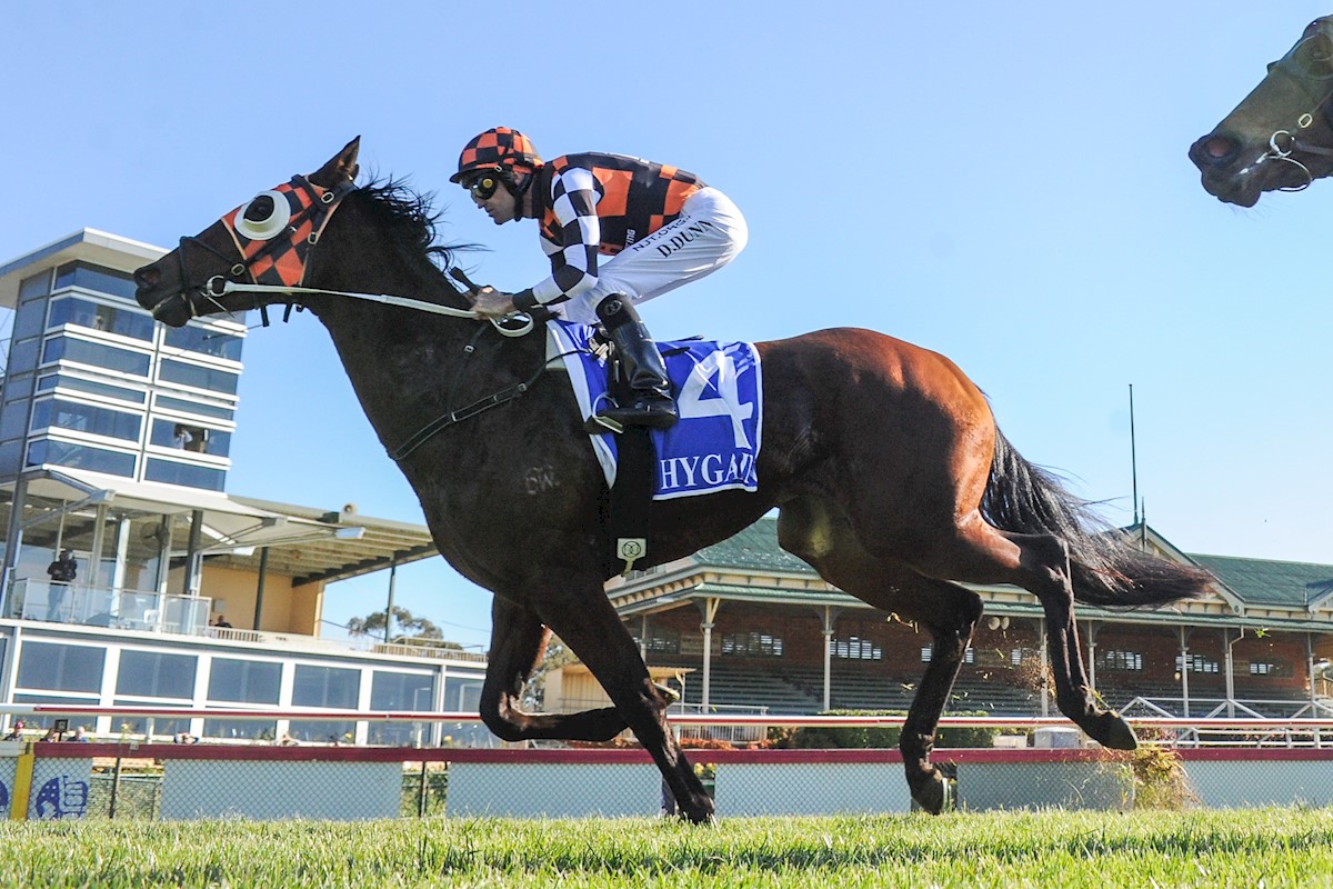 RacingBennett's tweet photo. 🚨 RUNNER ALERT 🚨
Today Hot In Paris heads to Morphettville and will run in the last race in race 8 at 5.16pm.

Jason Holder will ride and will jump from barrier 3.

Good luck to all connections!! 🖤🧡 #GoHIP https://t.co/HsejdTPATm