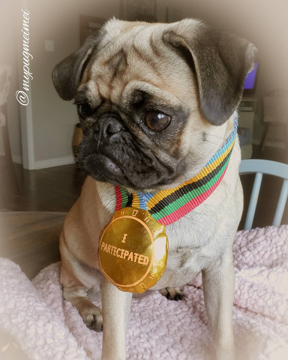 I 💩on the floor and all I got was this lousy medal🏅🙊🙈🙉🤪 much love mei mei💜xoxo #pugs #pugsofinstagram #dogsoftwitter #Dog #DogsofTwittter #cute #Savage #sweet #instagood #instagram #instadaily #FridayVibes #photoshoot #puppy #puppylove #dogs #weekend #FridayLivestream