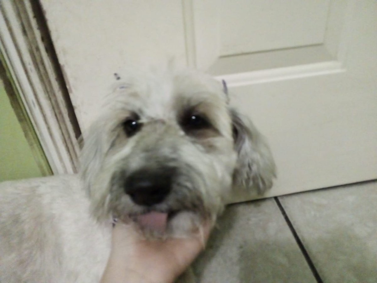 smolangwl's tweet photo. @cxsmickids ella es mi bebita; se llama lady!! (ღ˘⌣˘��) https://t.co/7rXNl9XrrJ