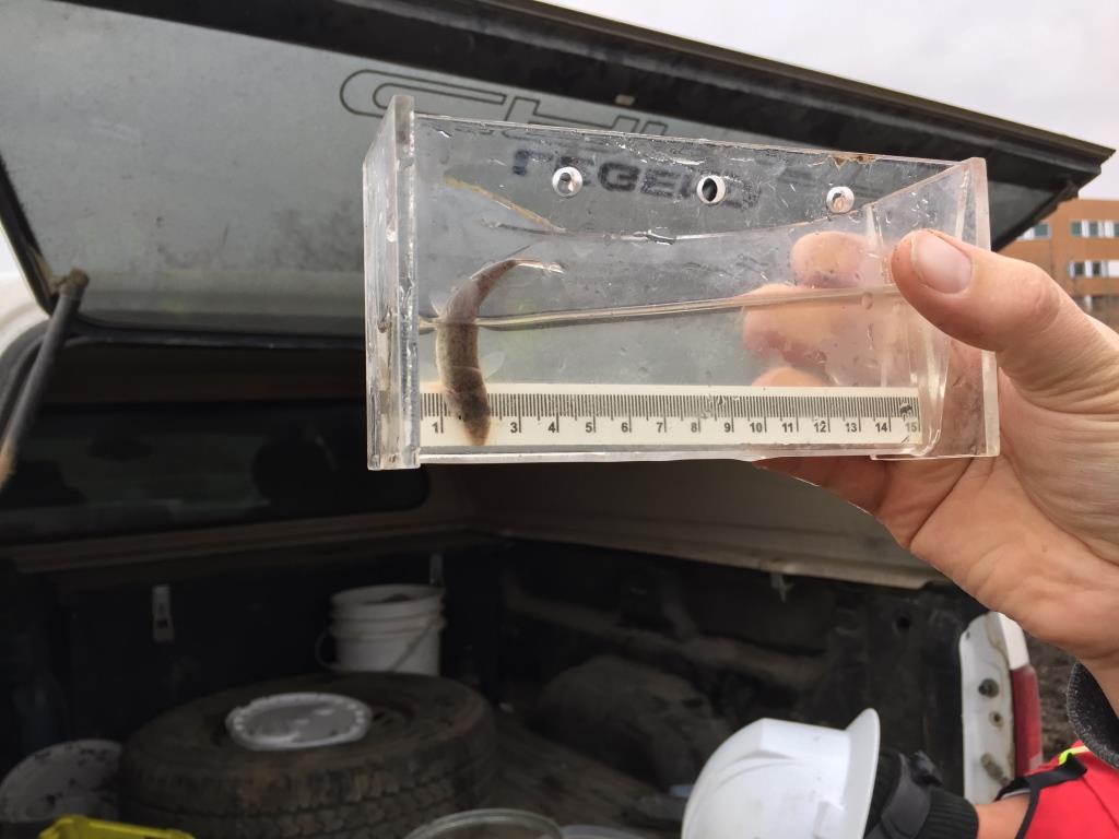 enviromarc's tweet photo. In stream works, including de watering requires careful consideration of the environment #biology #environmentalconsulting #environmentalengineering #fishcaptureandrelease #enviromarc #environment #environmentalliability #edmonton #vancouver #calgary https://t.co/vXAJdduZHz