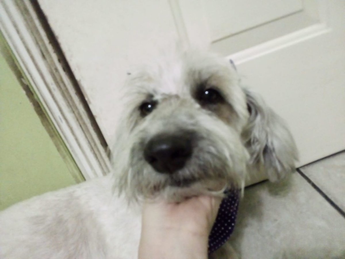 smolangwl's tweet photo. @cxsmickids ella es mi bebita; se llama lady!! (ღ˘⌣˘��) https://t.co/7rXNl9XrrJ