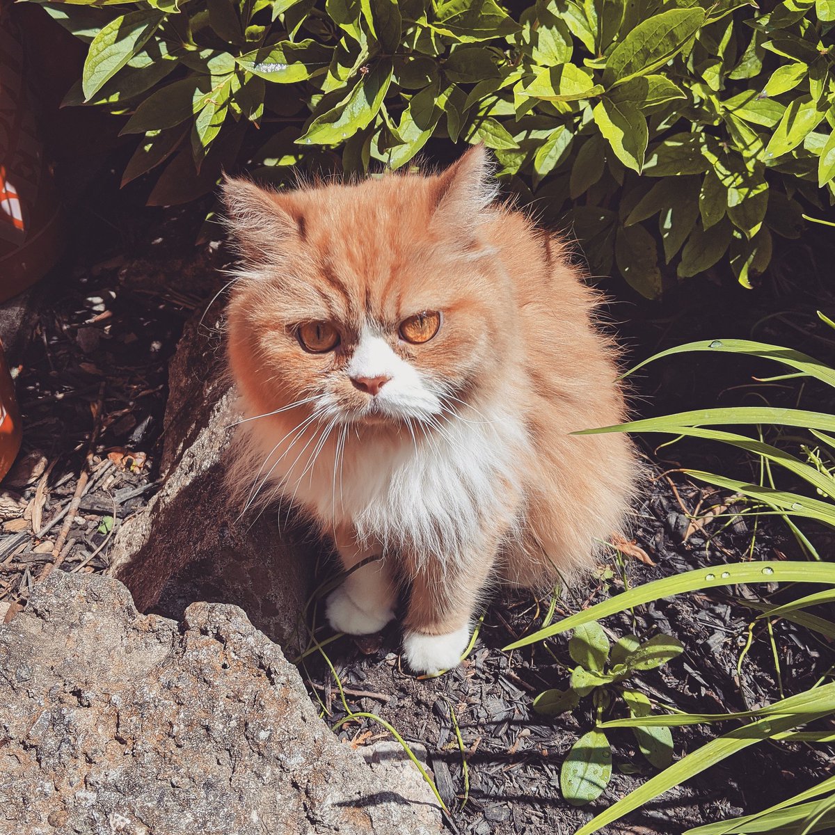 coleycaves's tweet photo. Angy. #Clickyclaws energy for sure @ooblets https://t.co/a2juThq6B5