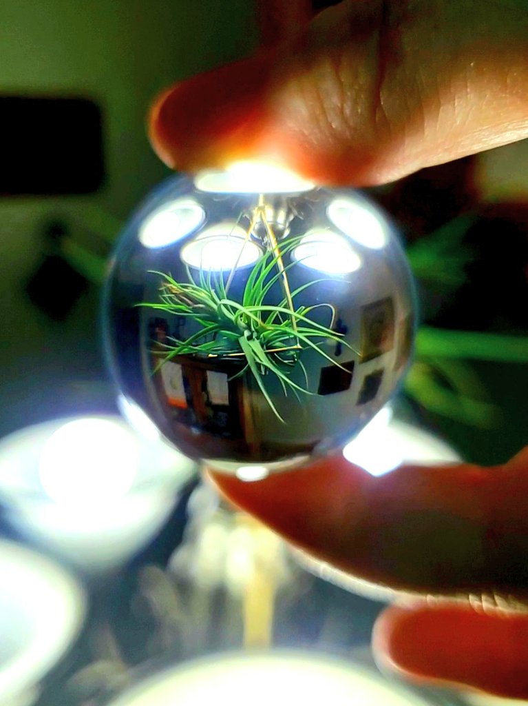 JSKLBlogger's tweet photo. Plants are life.
#airplant #blogger #bloggerstribe #WritingCommunity #zoomball #photography #artiseverywhere #growingthings #vegetarian #savetheplanet #SaveTheChildren #backtothebasics #letsplant https://t.co/72GAgdcLRm