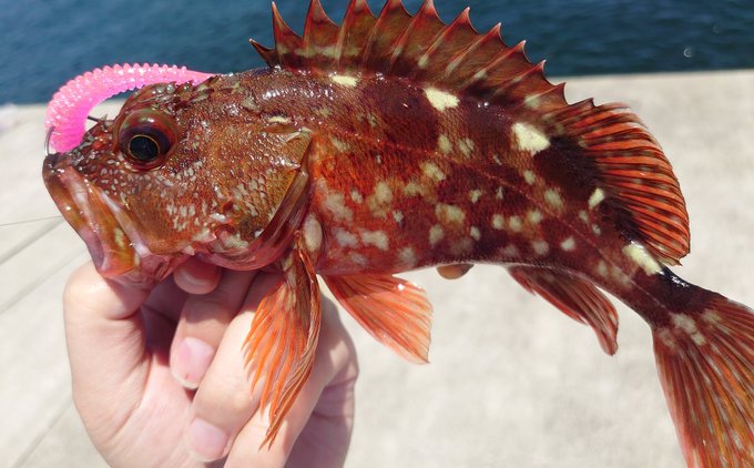 カサゴのtwitterイラスト検索結果 古い順