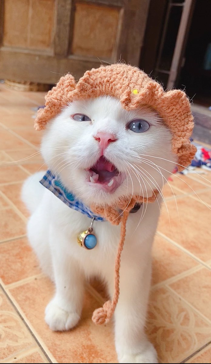 ૮꒰˵• ﻌ •˵꒱ა tweet media