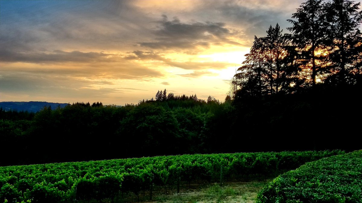 Tonight's vineyard sunset. Oregon, you are spectacular. #vineyardview #sunset #bellsupmoment