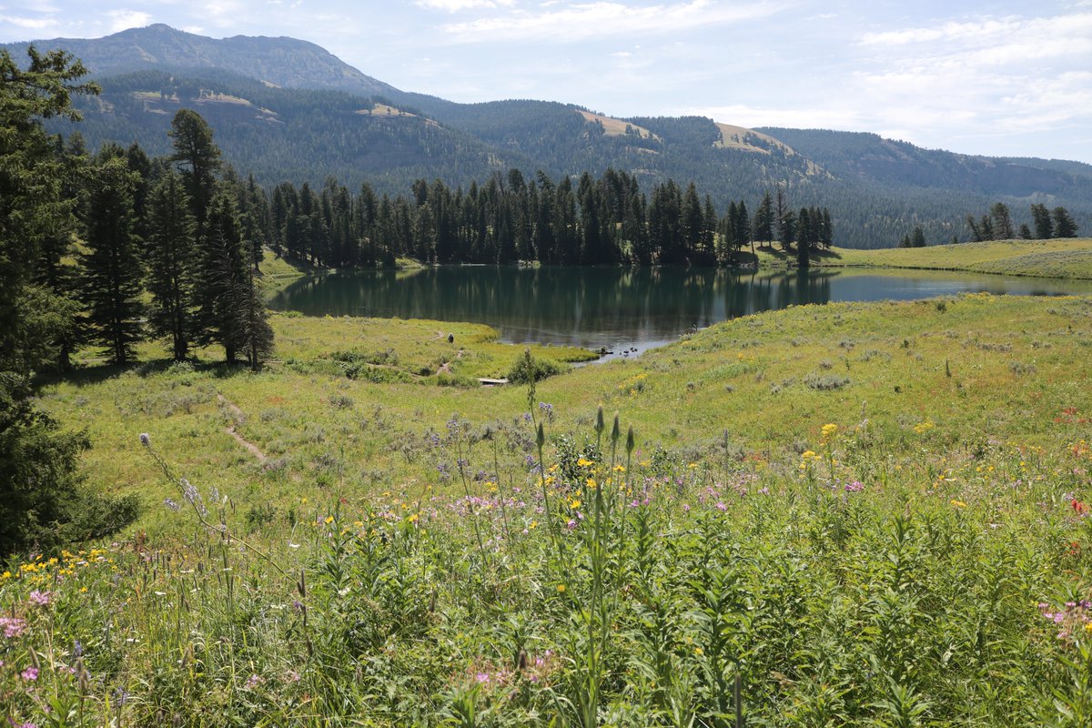 We spent the day exploring the magnificent Lamar Valley in Yellowstone Park today. We hiked to Trout Lake, which is surrounded by an alpine meadow of wildflowers and grasses. And saw a couple of Bald Eagles and had a very close encounter with a massive Bison.