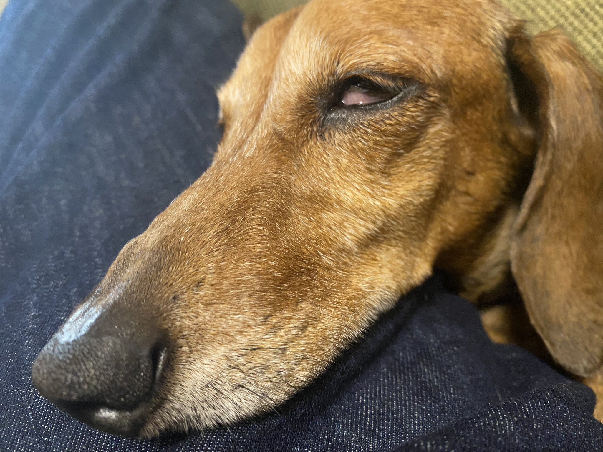 寝顔ブサイク犬 Twitter Search Twitter