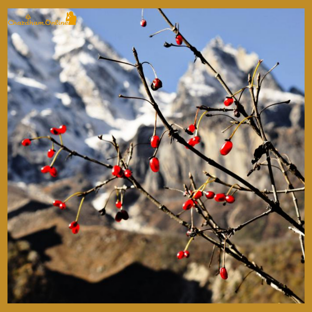 ChardhamOnline's tweet photo. #GangotriNationalPark is a national park in Uttarkashi District of #Uttarakhand in #India covering about 2,390 km². Its habitat consists of coniferous forests, alpine meadows and glaciers.
#GangotriNationalPark #ChardhamOnline #TouristGuide #TouristAttraction #UttarakhandTourism https://t.co/ANJ34df3Yn