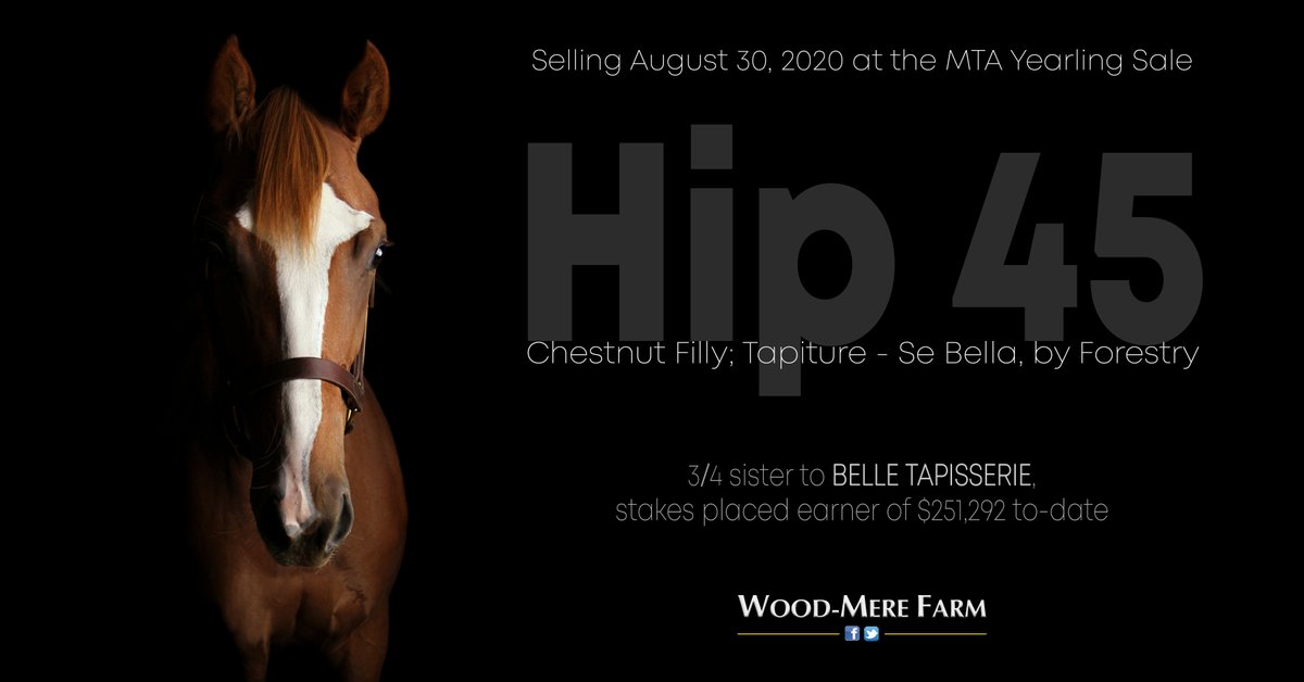 WoodMereFarm's tweet photo. Selling as #Hip45 @Minnesotabred Yearling Sale Sunday, Aug. 30 @CanterburyPark is a daughter of Tapiture, the leading 2nd-crop sire by wnrs, and a half sister to 2 SHs incl. Belle Tapisserie (by Tapizar), whose earnings to-date exceed $250k.
Catalog page: https://t.co/YzpM470vLi https://t.co/LVJ6xMMRQg