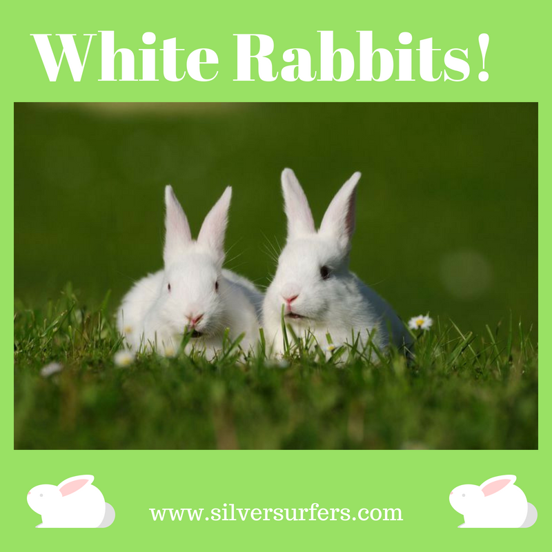White Rabbits! 🐰 #FirstoftheMonth
