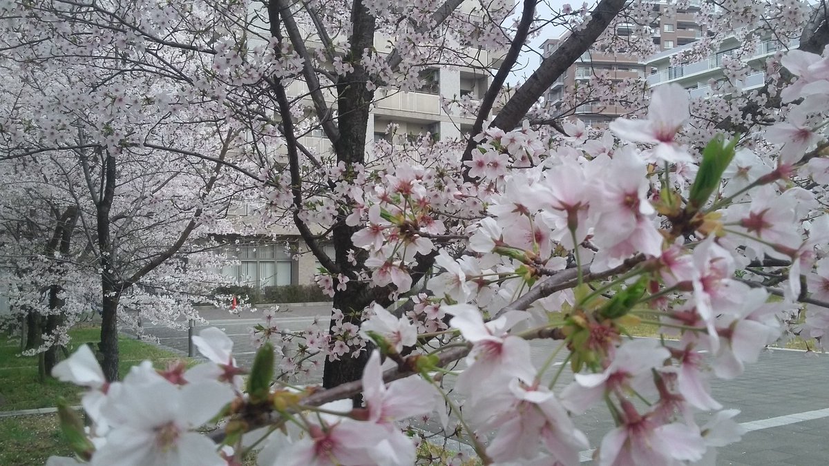 ດອກຊະກຸລະ ເບັ່ງບານ ທີ່ ມ. ນາໂກຢະ, ຢີ່ປຸ່ນ