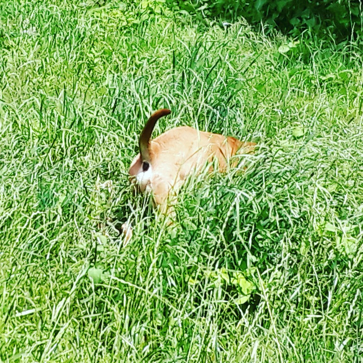 BottleneckBand's tweet photo. Hound dog in deep grass. #hound #portlandmusic #portland https://t.co/4XbVeiBUY8