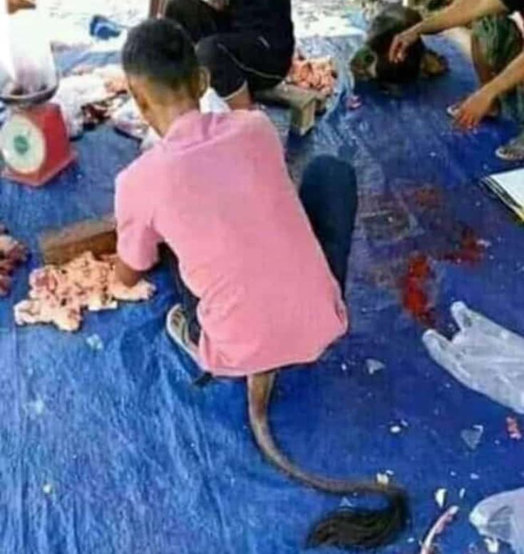 bgrtii's tweet photo. Gara gara takut disembelih, seekor lembu menyamar sebagai petugas korban https://t.co/Dz0VkoQrY2