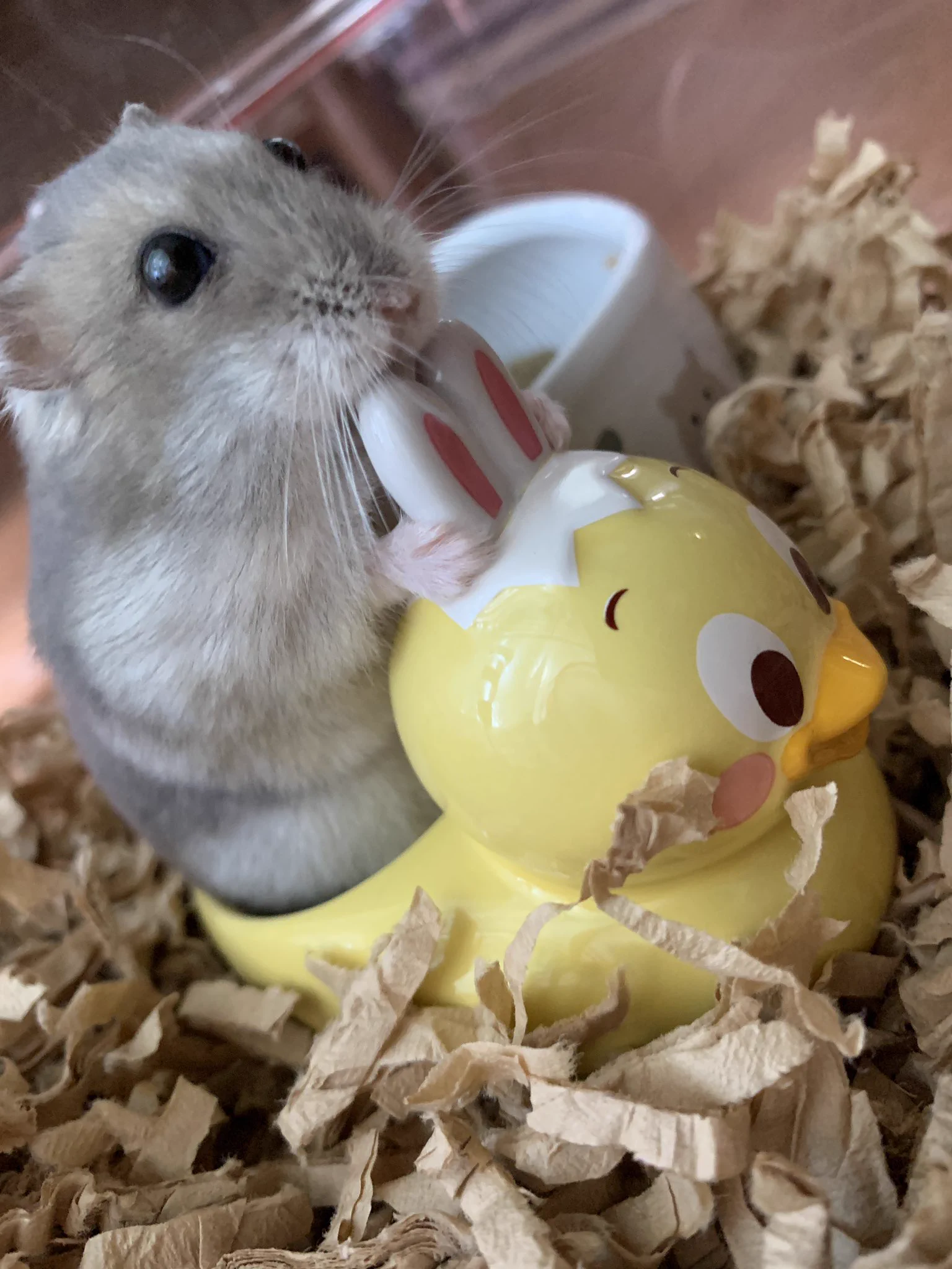 うさピヨエッグスタンドの正しい使い方は？ハムちゃんスタンド？ｗｗ