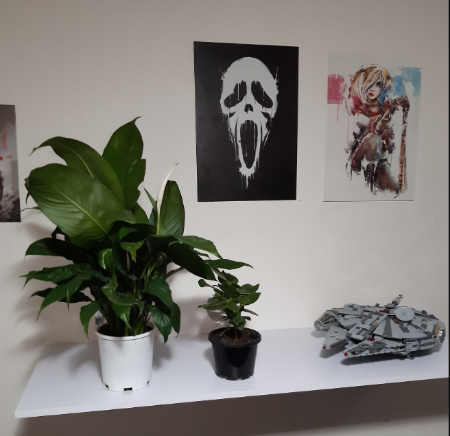 Damn_it_Barry's tweet photo. So I have kept this news quiet from everyone for a long time, but after a long day I am proud to say I became a plant dad. With a Peace Lily and a Clusia Rosea joining my life I need names for my new friends. Suggestions much welcome. Peace Lily on the left. https://t.co/wrvJI0oPfQ