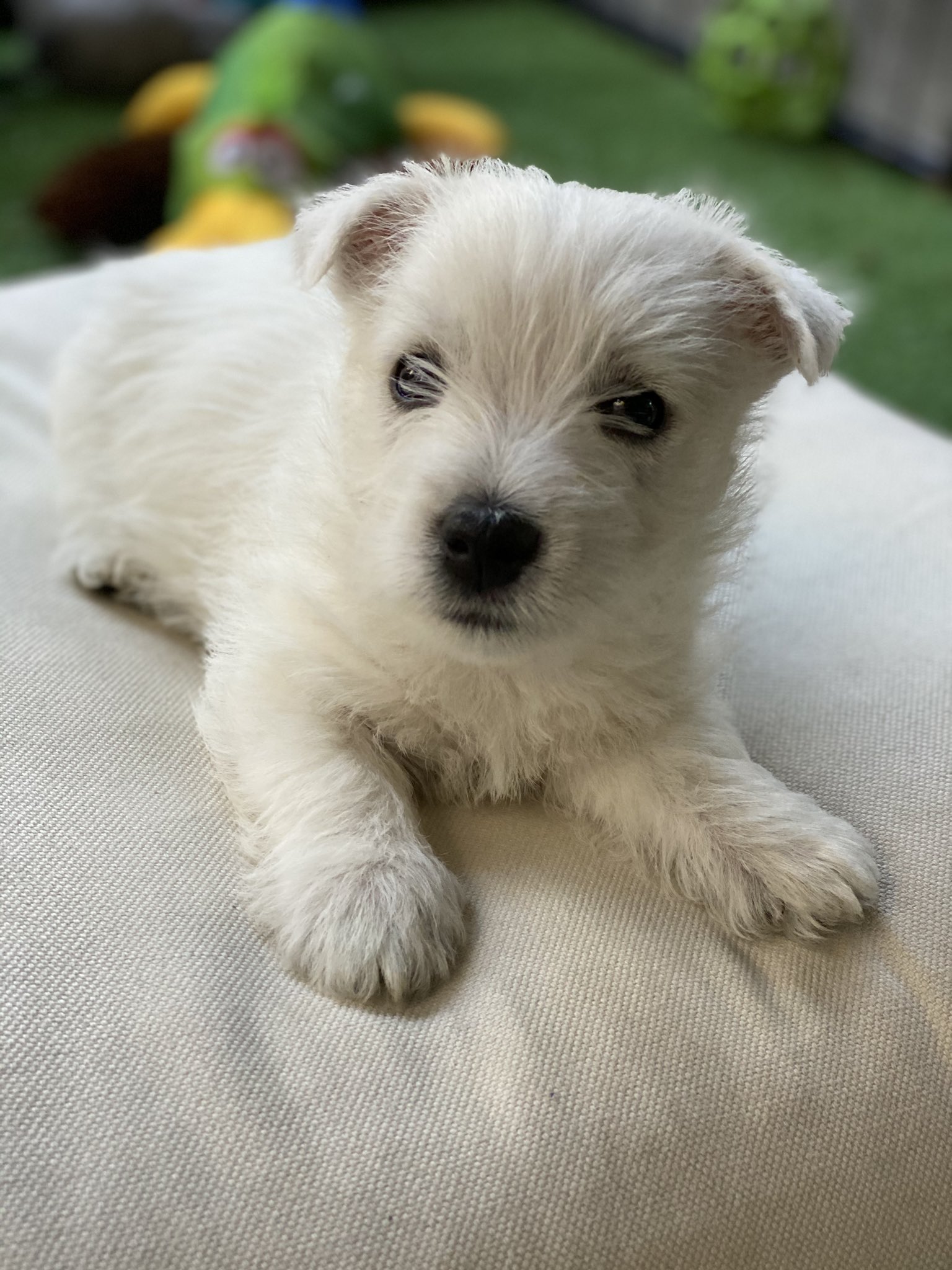 8 week store old westie