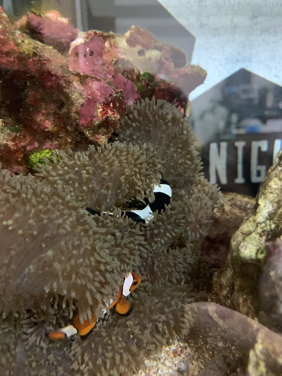 ちゃん 海水魚始めました Xxh0zbo Twitter