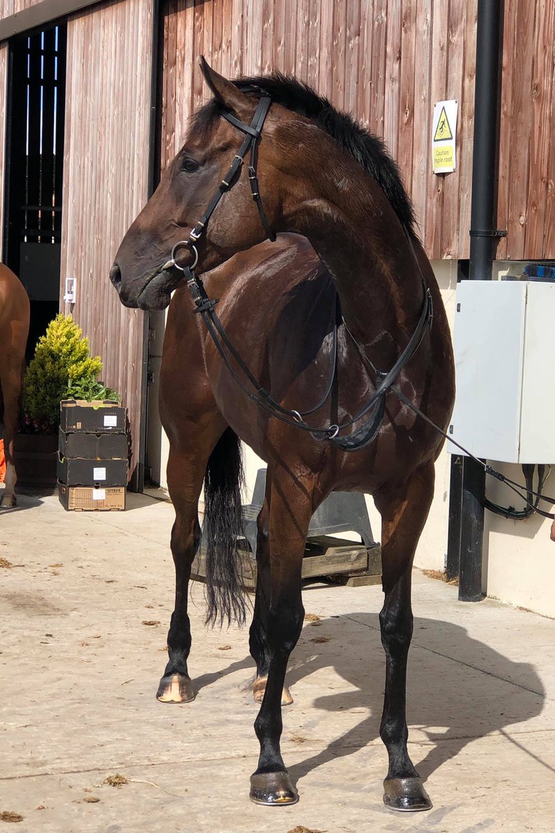 PKirbyRacing's tweet photo. What a beautiful morning for @hopeedenracing stable visit! A lovely morning on the gallops watching En Meme Temps and Lady Kyria 💙❤️ https://t.co/fDsuxqSciO