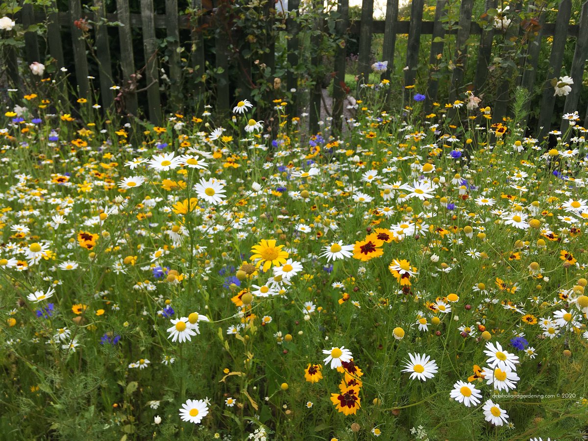Client's #wildflower borders exploding with a sea of colour 💚❤️💛💜💙Just makes me smile! #wildflowerhour #flowers #plants #garden #gardening #flowergarden #nature #naturegarden #northsomerset #gardenerslife