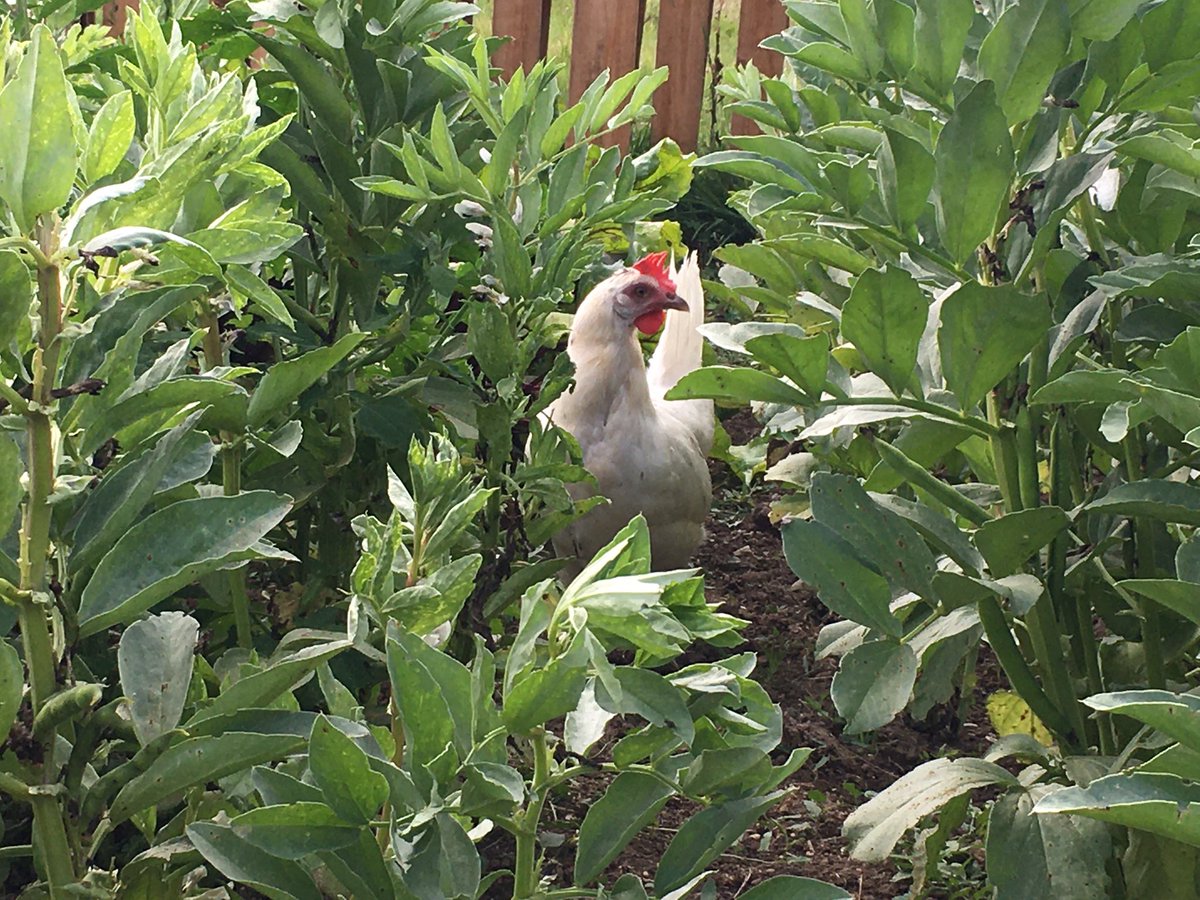 BeechwoodEggs's tweet photo. Image of the day! This little lady is sneaking around the veg patch!

#TooFreeRange #VeryFreeRange #FreeRange #FreeRangeChickens #FreeRangeEggs #Eggs #TastyEggs #VegPatch #NoBoundaries #ImageOfTheDay https://t.co/g8a93rnFbv