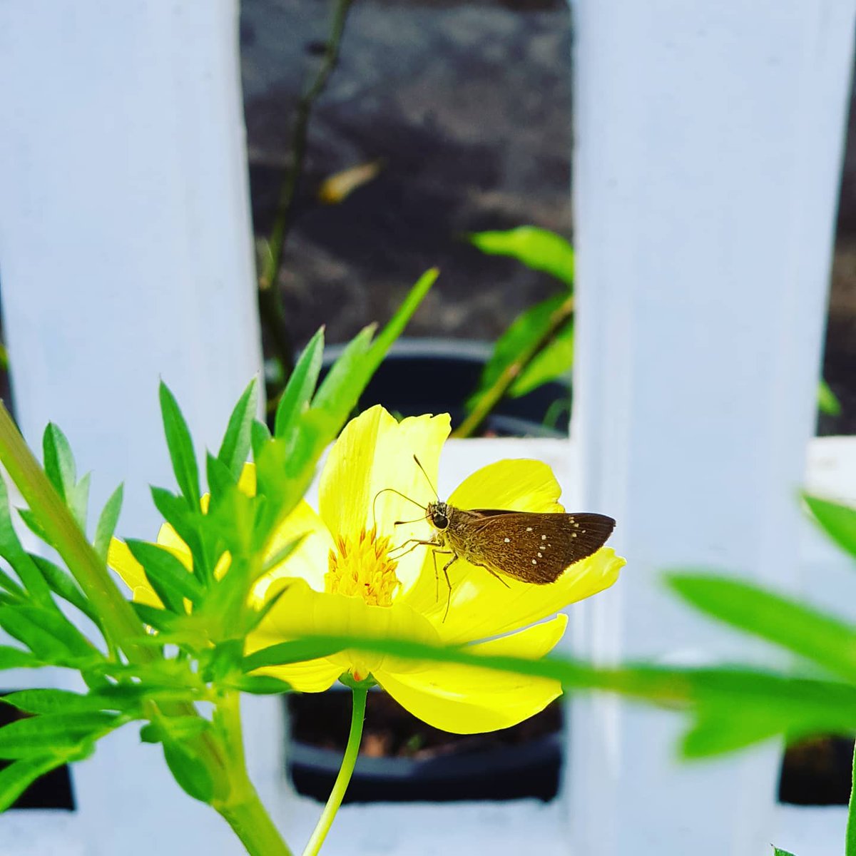 IamDDhark's tweet photo. Butterfly 🦋🦋 #livefocus #shotfromnote8 https://t.co/GNAepYQoJx