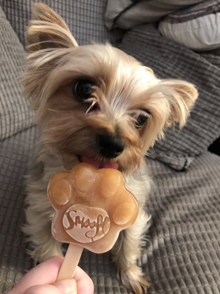 TracyXenigma's tweet photo. Made the doggies Peanut Butter ice lollies 🍦🐶🐾❤️ https://t.co/ygxXPrylaj