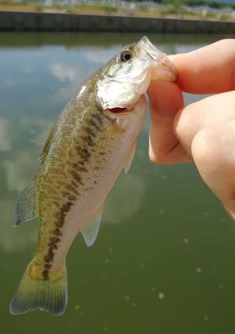 バス 高画質 のtwitterイラスト検索結果 古い順