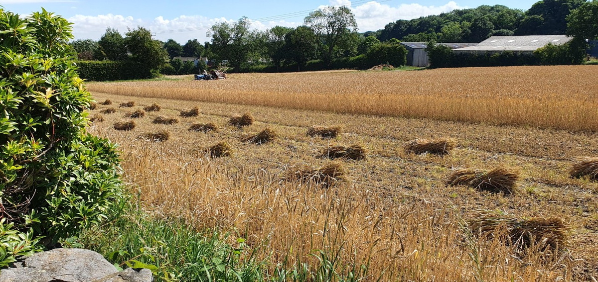 carol_warham's tweet photo. That time of year again. Watching from my garden.
#harvesting #yorkshireday #stooks #beautiful day https://t.co/BXKERB8jcF