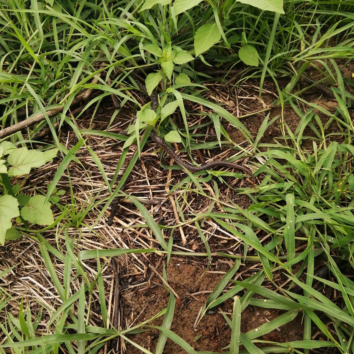 I don't believe in unnecessary killing. Releasing the snake back into the forest. Hope it has a safe journey.