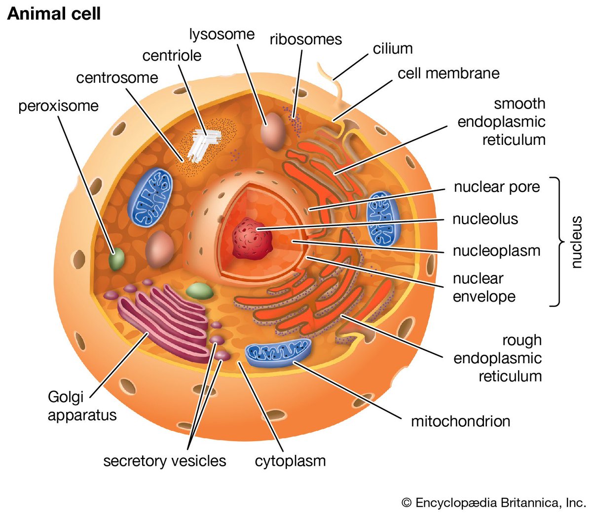 izone as part of the cell : a thread 