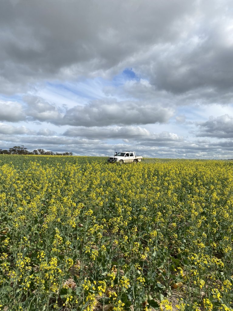 CarolTaylormade's tweet photo. Helping the #agronomist for the afternoon ☺️#planttesting #canola #wheatbeltfarming #AgTwitter #agriculture #taylormadefortravel @DKTDan https://t.co/AZHb2Oxrr2