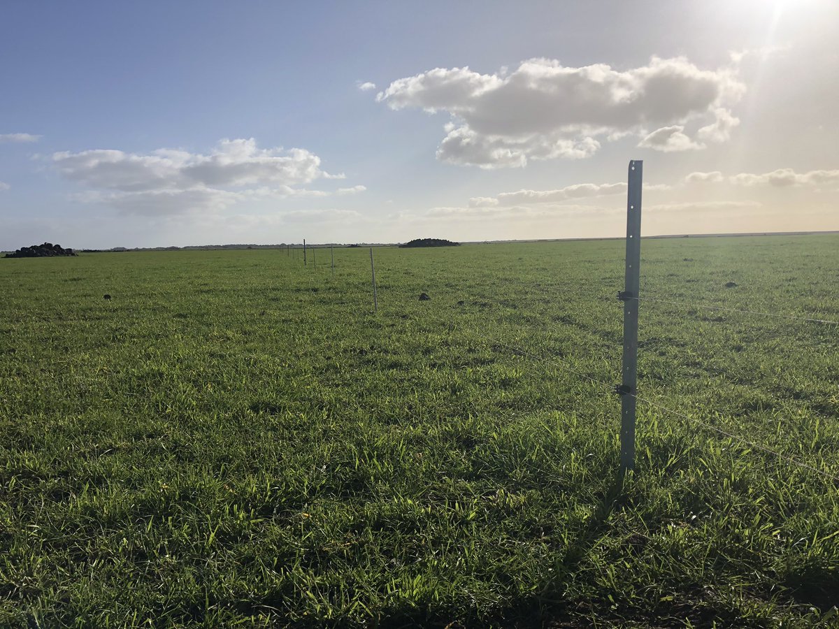 andrew_whitlock's tweet photo. Preparations for lambing. x2 polywires with plastic posts every 8m and steel every 4th post. 5150 foetuses to convert from 3200 merino ewes. #springlambing https://t.co/ZMjFnmlAp0