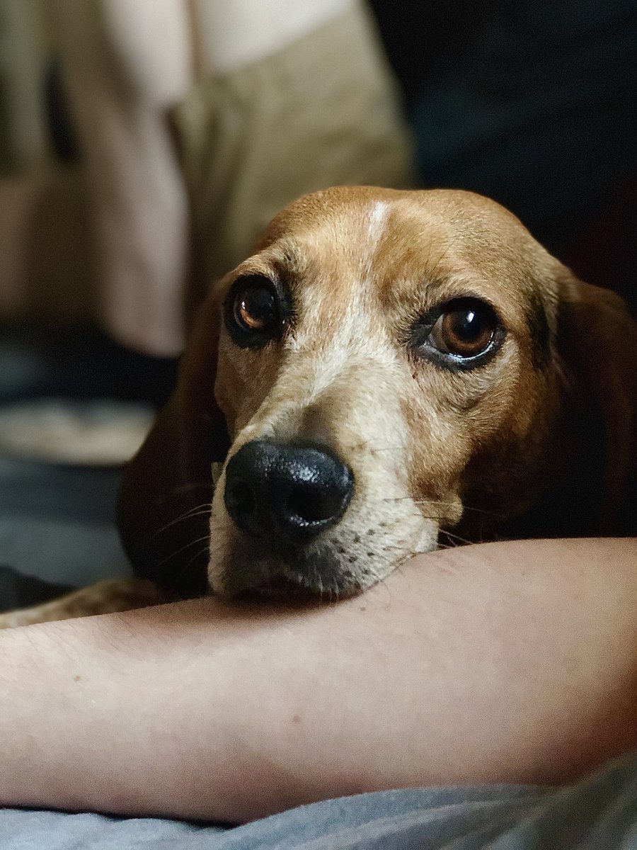 Trace_0f_Spades's tweet photo. @GlamandGore I love my dog. Like a -lot- a lot. https://t.co/M3EIgHP9lR