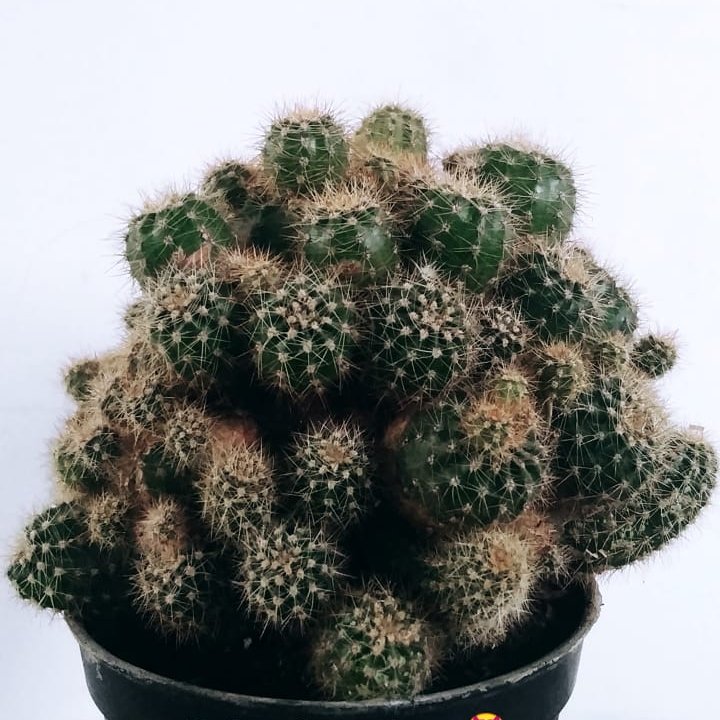 What make you're beautiful?
..
#OneDirection 
#succulents 
#melbournelockdown