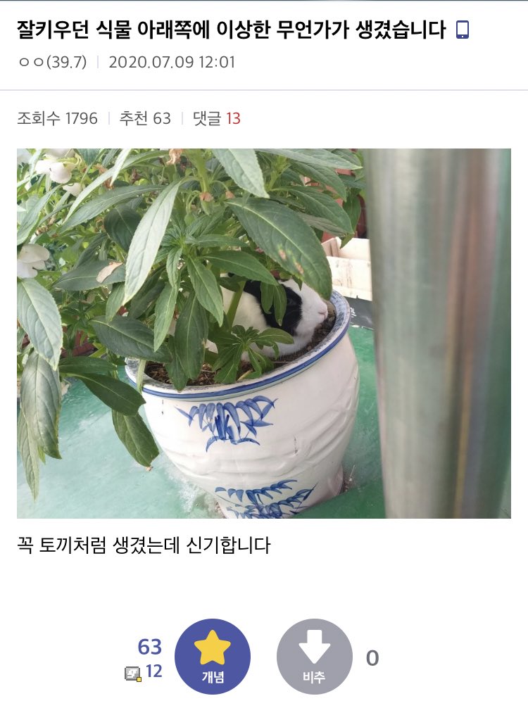 샴푸치푸치노가뭐노 (@yorkieisthebest) on Twitter photo 