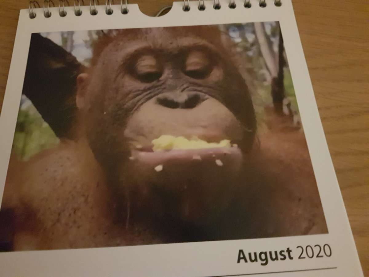 The next instalment in my #Beni calendar ❤ #orangutanjungleschool #saveorangutans #orangutanfreedom #orangutan @bornean_OU @BorneoOSUK @BOS_AUS