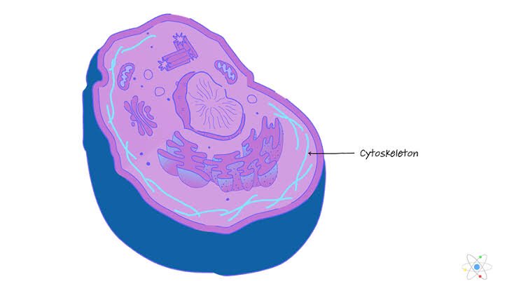 WONYOUNG as cytoskeleton- well organized- a very helpful cell - responsible for cell shape, motility (movement) of the other cell as a whole - a reliable center