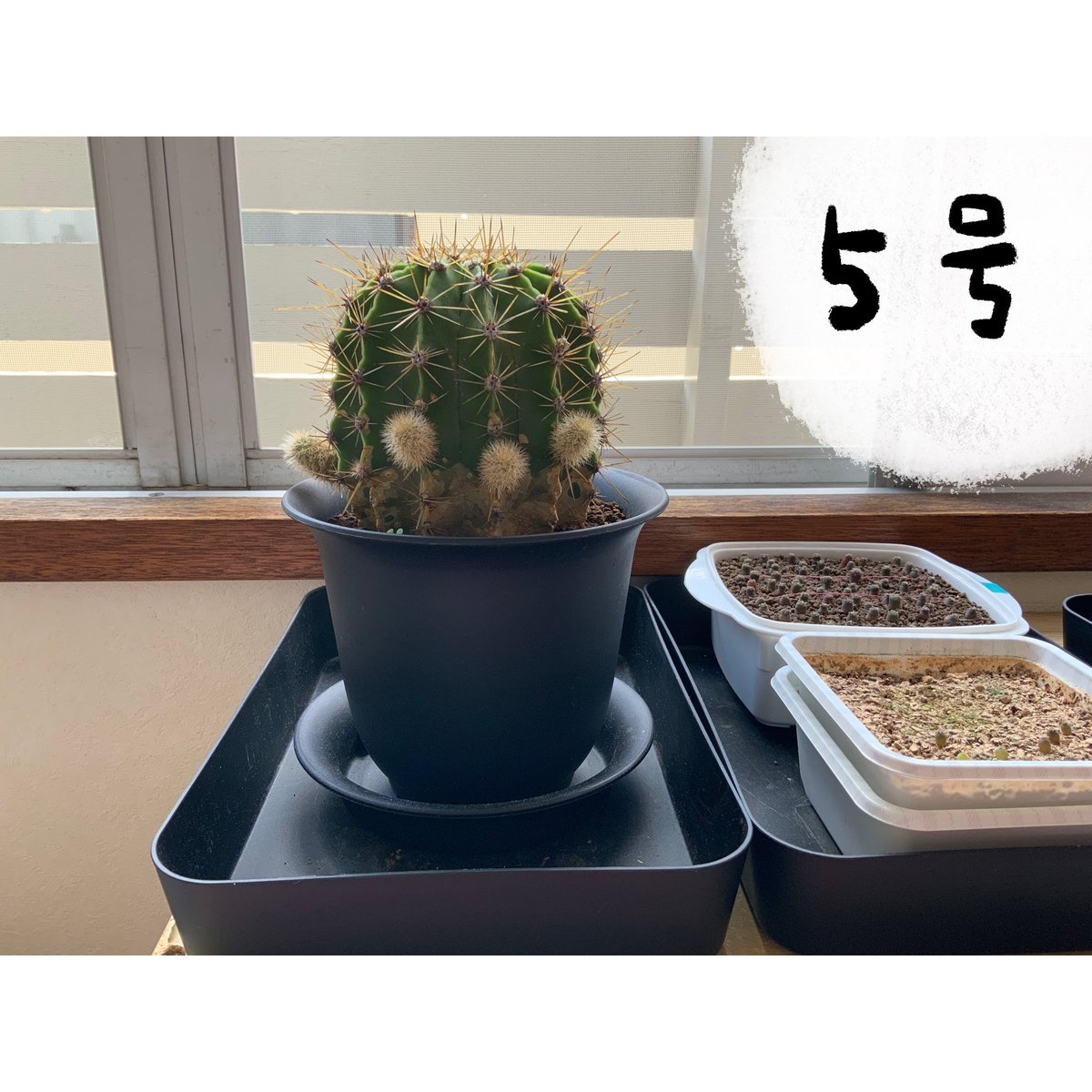 ろほる スピ実生 花盛丸 鉢のサイズアップ記録 トゲトゲだから植替えるの大変 この大きさの鉢なら 今後2年は植替えなくていいかなと思っている 寝よ ろほる スピ実生 花盛丸 鉢のサイズアップ記録 トゲトゲだから植替えるの大変 この大きさの鉢なら 今後2年は植替えなくていいかなと思っている 寝よ
